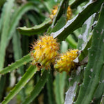 Non GMO Yellow Dragon Fruit seeds for growing