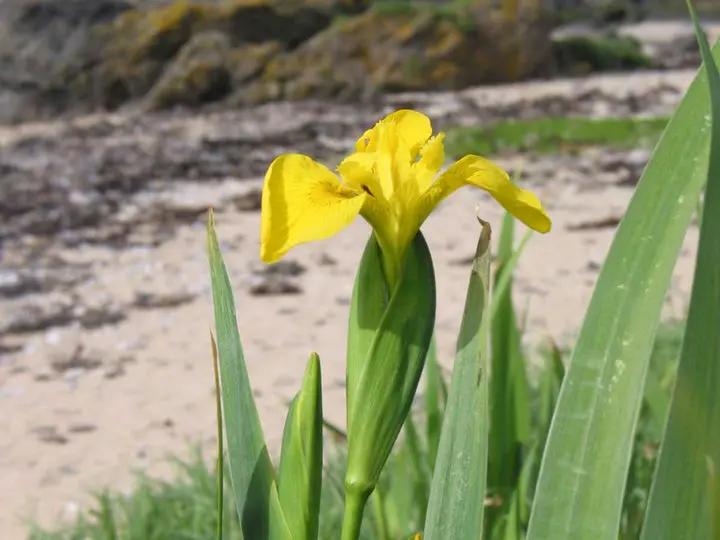 Flag Flower Seeds for Planting - NON GMO Seeds Dhara Seeds
