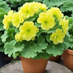 Thick Yellow Geranium Flower Seeds for Planting - Heirloom & Non-GMO Seeds for Home Garden Dhara Seeds