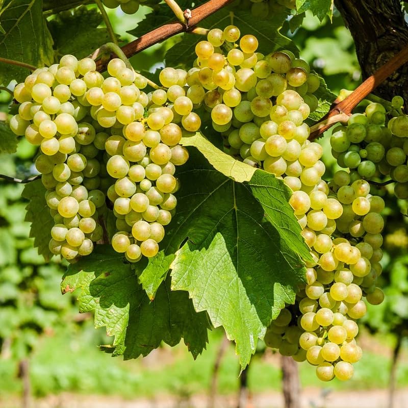 Yellow Grape Fruit Seeds with planting guide for gardeners