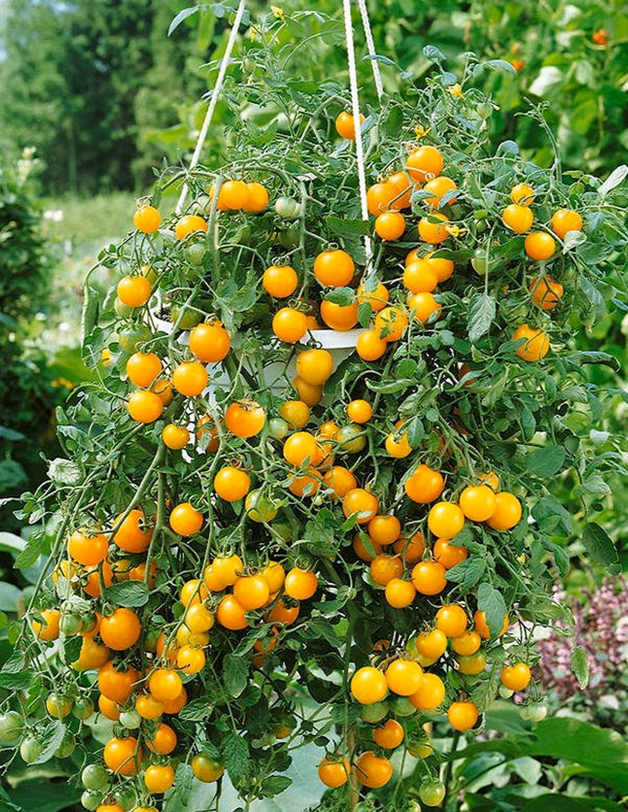 sweet yellow grape tomato seeds snacking and garden variety