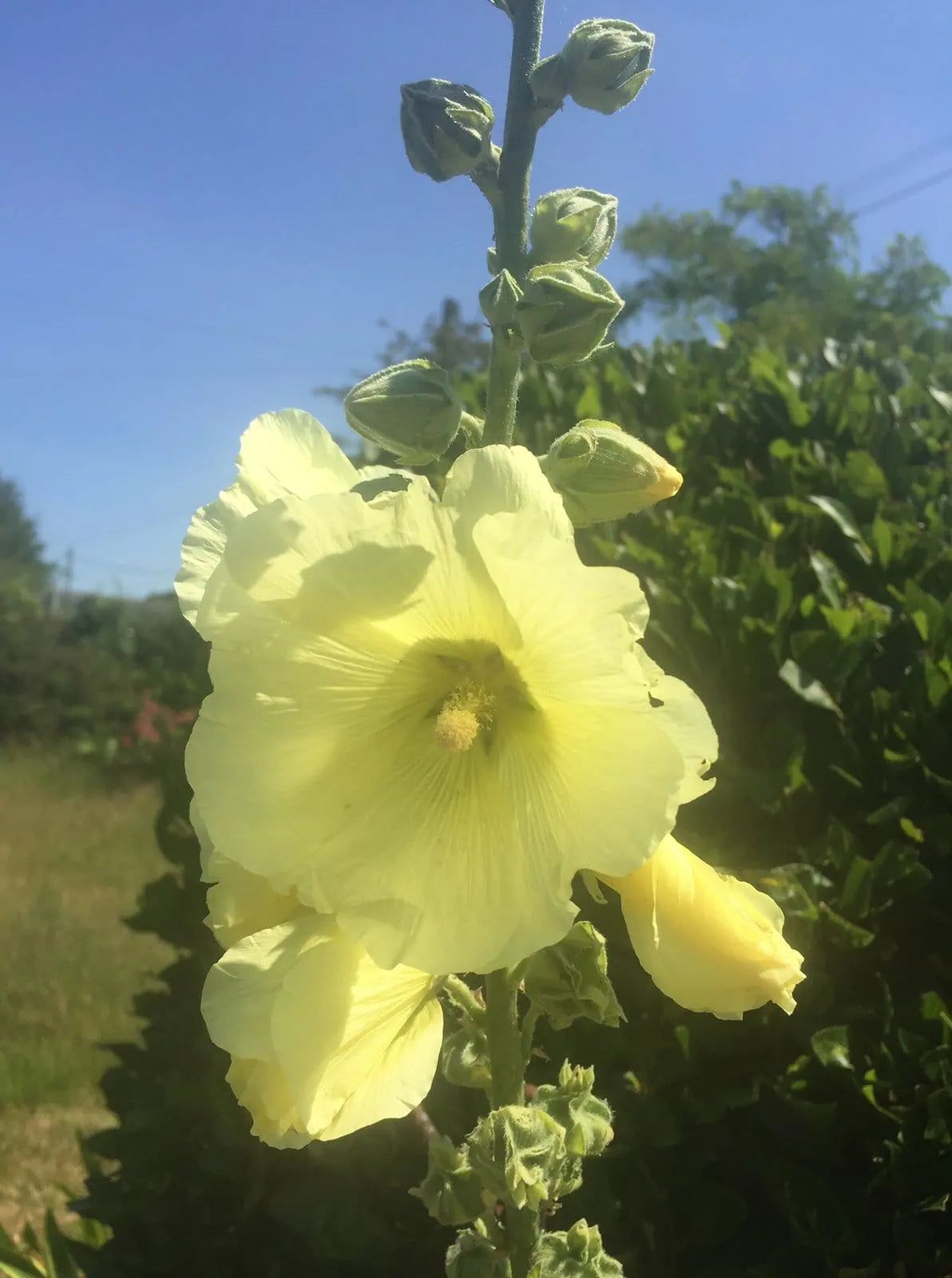 Hollyhock Seeds - Henry VIII - Lemon