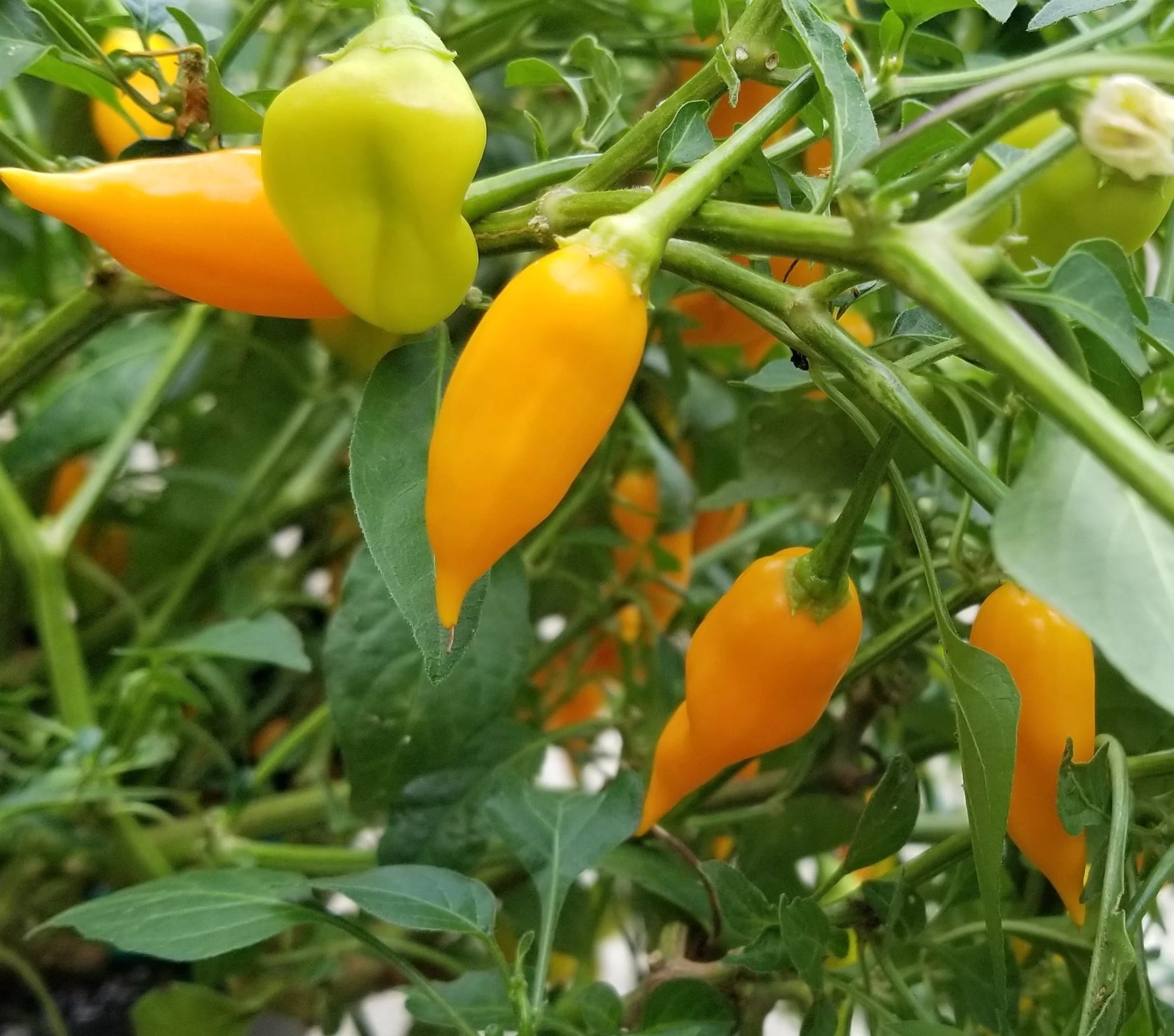 yellow hot pepper seeds for container gardening and raised beds