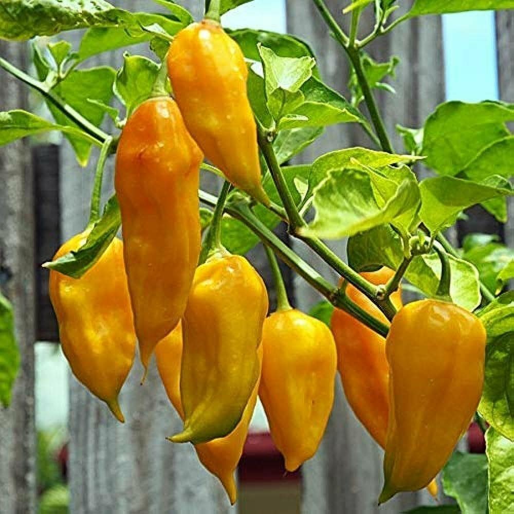 yellow hot pepper seeds for planting heirloom non gmo variety