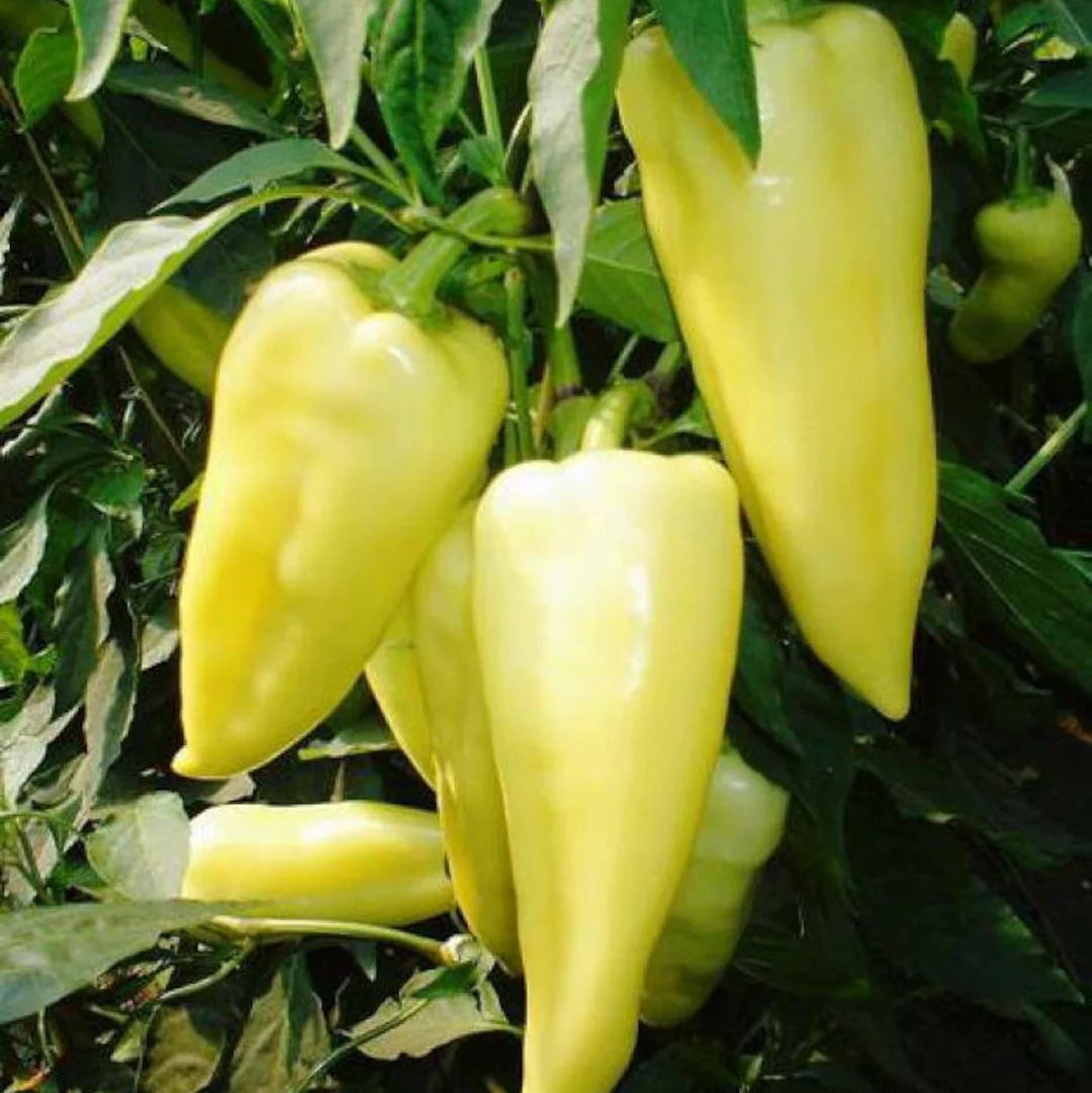high germination yellow hot pepper seeds for home gardening