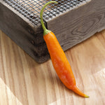 Yellow hot pepper seeds non GMO spicy pepper variety