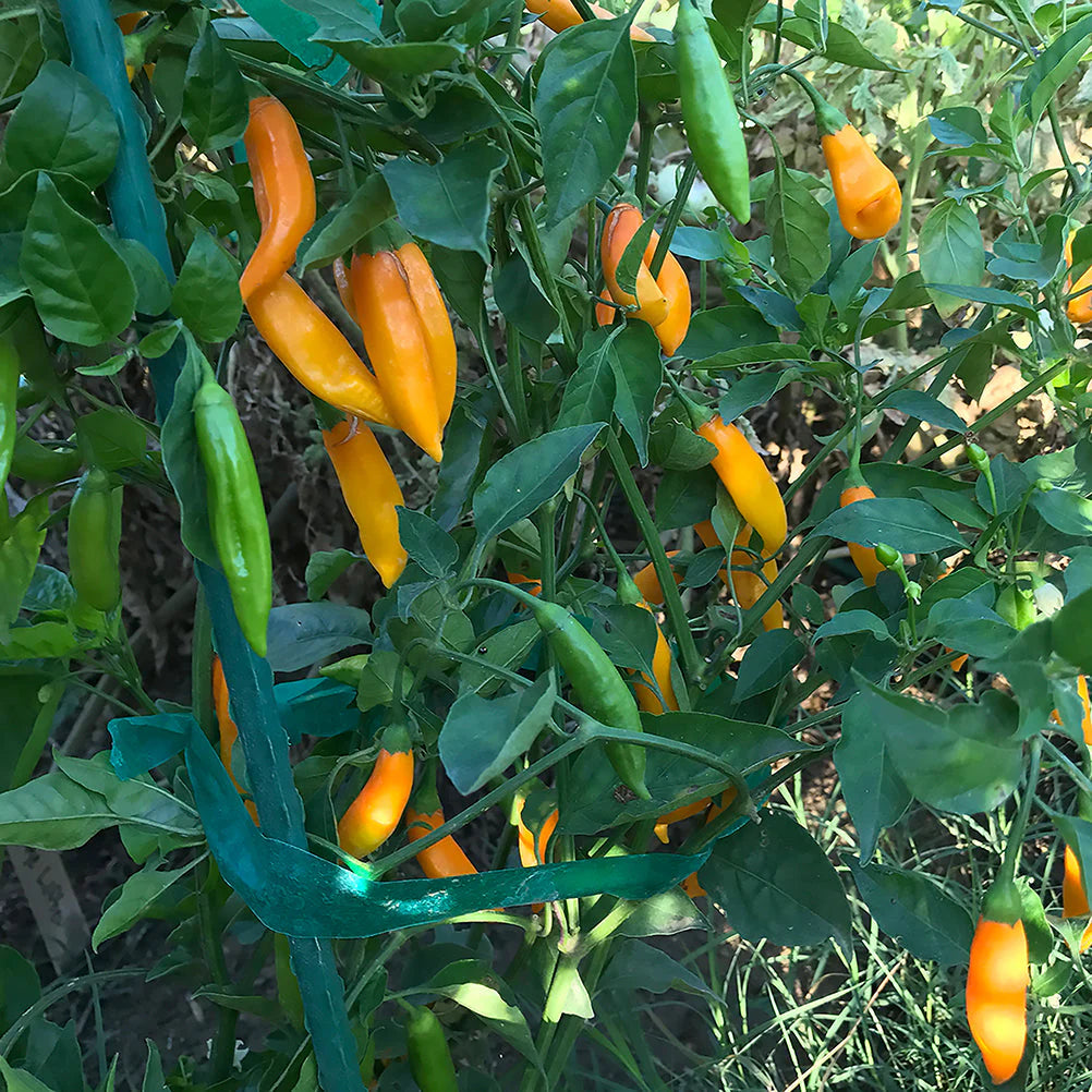 yellow hot pepper seeds healthy plant growth outdoor garden