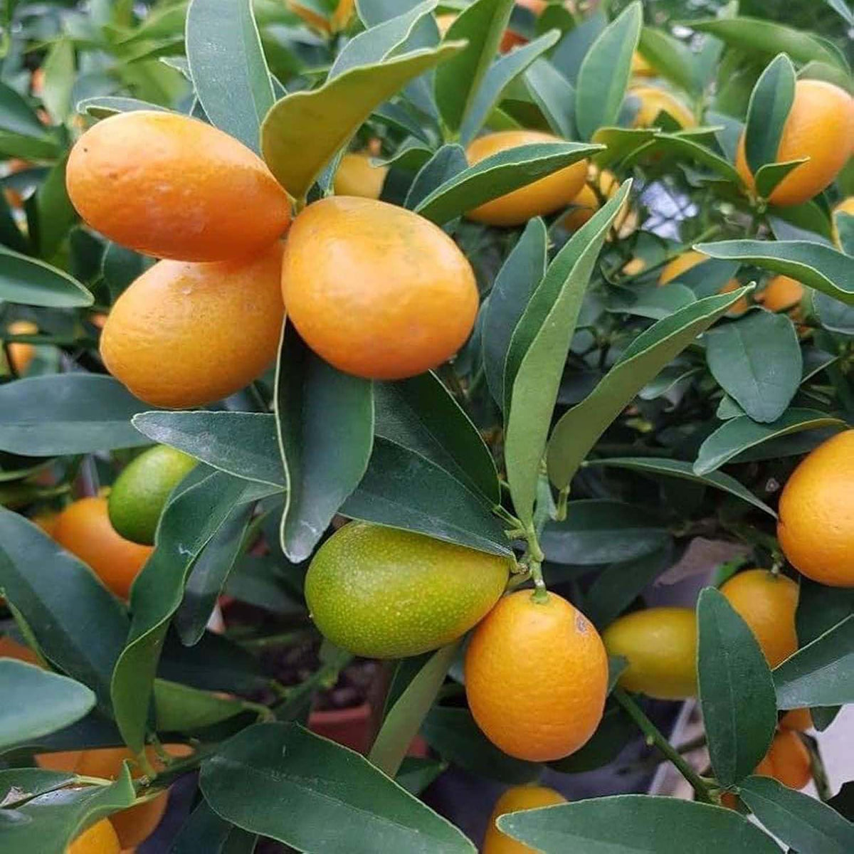 Yellow Kumquat fruit grown from high quality Kumquat Orange seeds