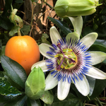 Yellow Passiflora Incarnata seeds for planting heirloom Non GMO variety