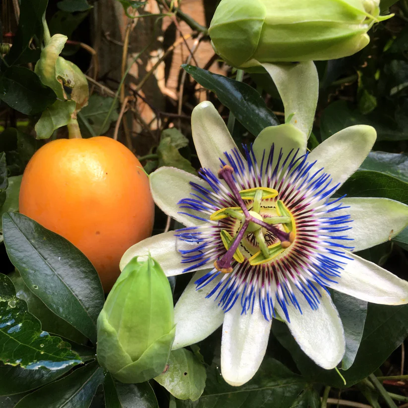 Yellow Passiflora Incarnata seeds for planting heirloom Non GMO variety
