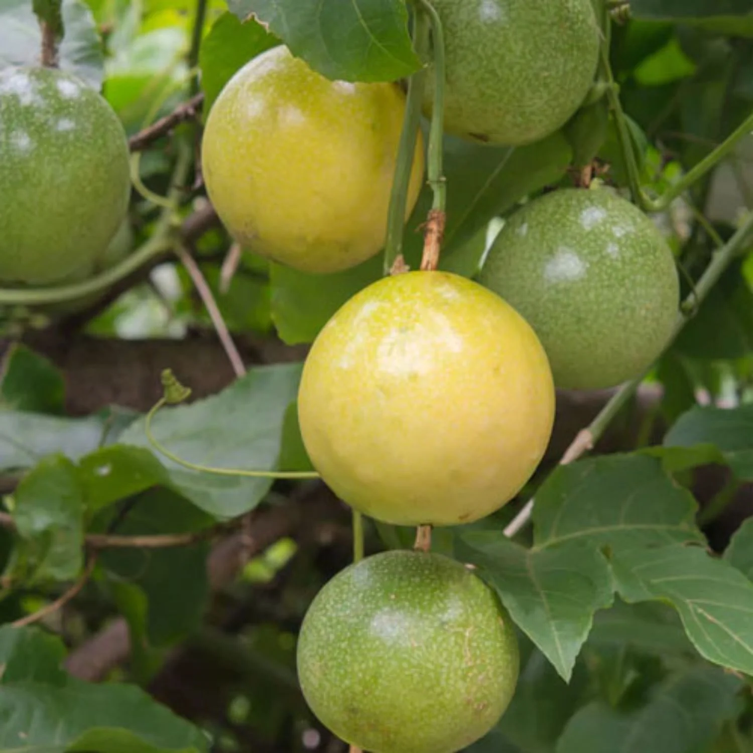 Yellow passionflower seeds for garden planting warm climate vines