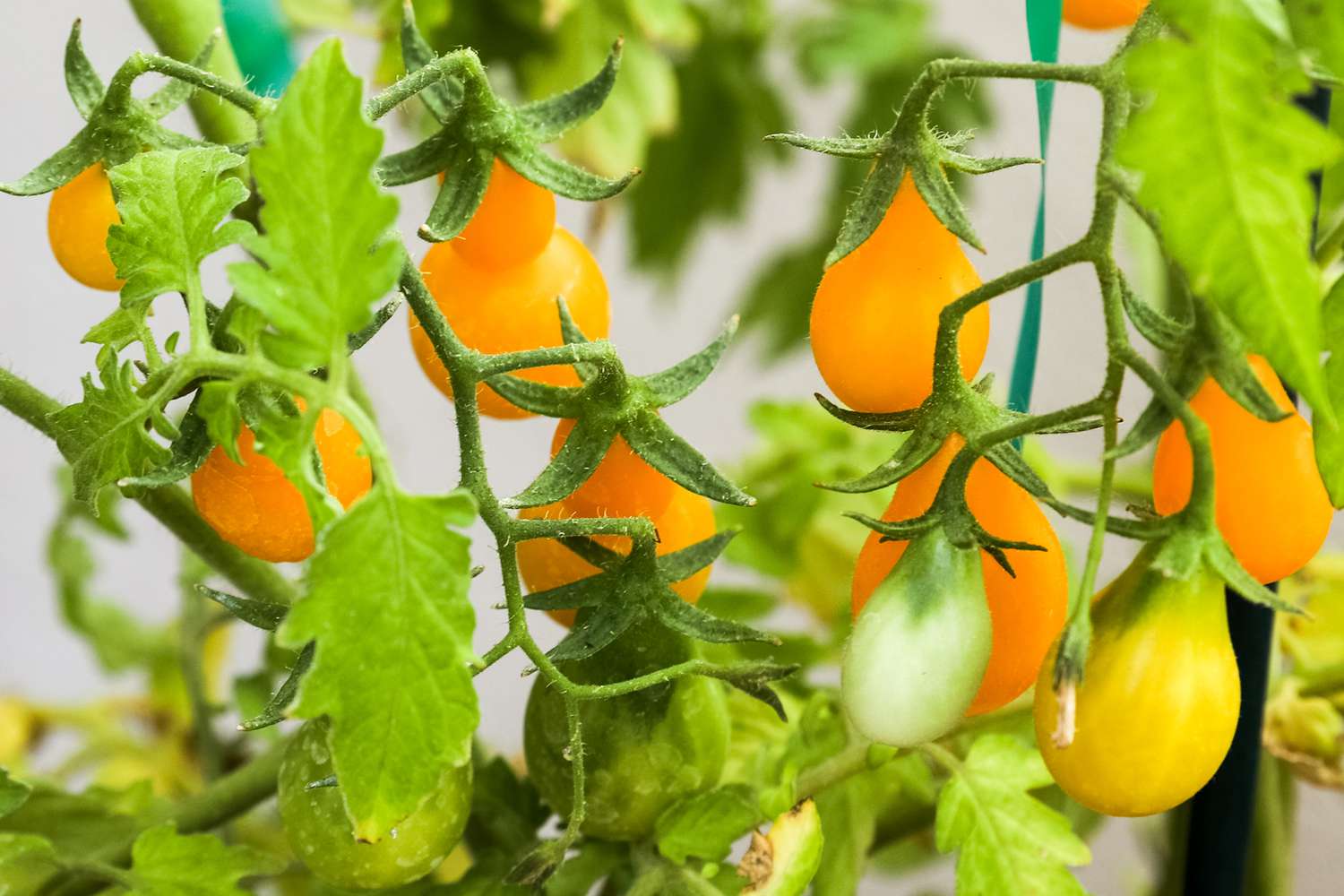 Pear Tomato Vegetable Seeds for Planting