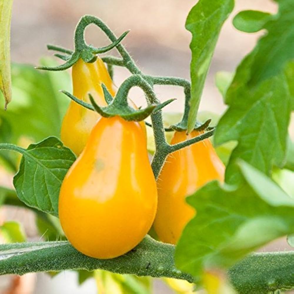 Yellow Pear Tomato Seeds teardrop shaped cherry tomato variety
