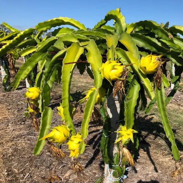 Yellow Pitaya plant growing from seeds