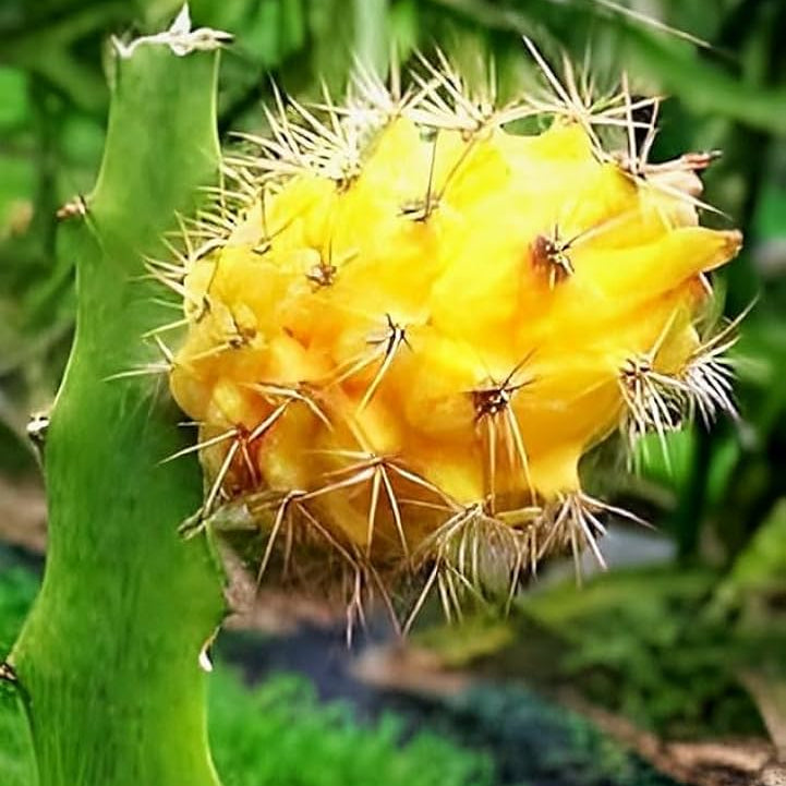 Yellow Pitaya seeds for planting Hylocereus megalanthus