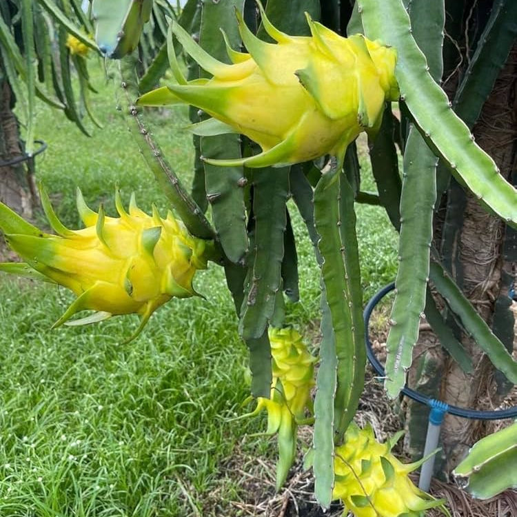 Yellow Pitaya seeds for tropical gardening