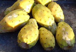 Yellow Prickly Pear seeds – Opuntia ficus indica cactus with edible fruit - Dharaseeds