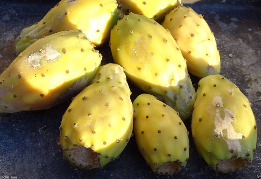Yellow Prickly Pear seeds – Opuntia ficus indica cactus with edible fruit - Dharaseeds