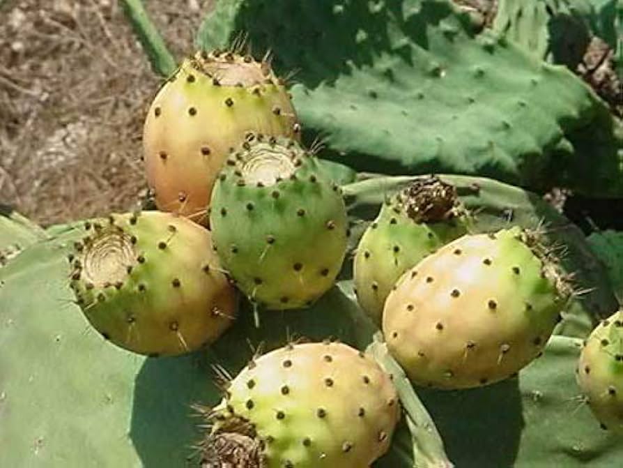 Yellow Prickly Pear seeds – Opuntia ficus indica cactus with edible fruit - Dharaseeds