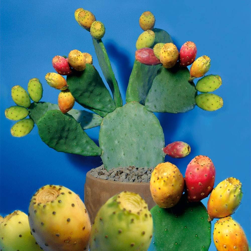 Yellow Prickly Pear seeds – Opuntia ficus indica cactus with edible fruit - Dharaseeds