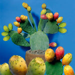 Yellow Prickly Pear seeds – Opuntia ficus indica cactus with edible fruit - Dharaseeds
