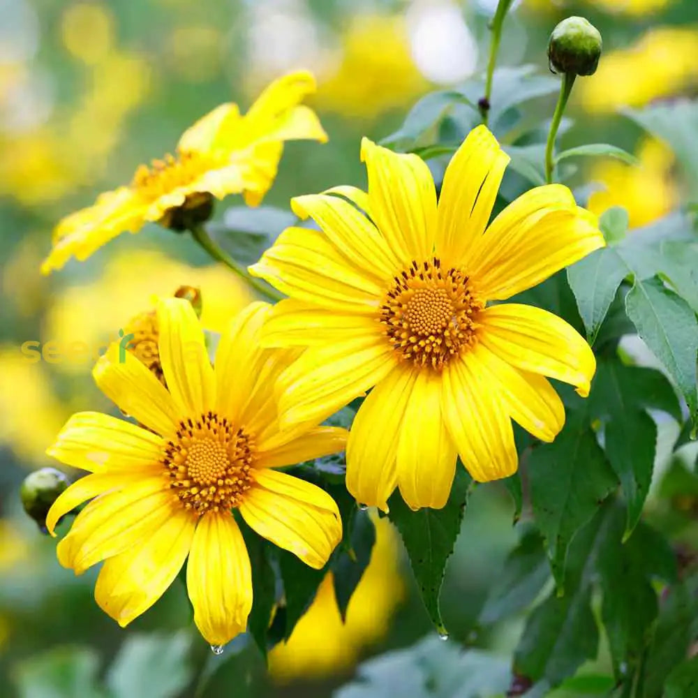 Yellow Rotundifolia Flower Seeds for Planting, 100 pcs