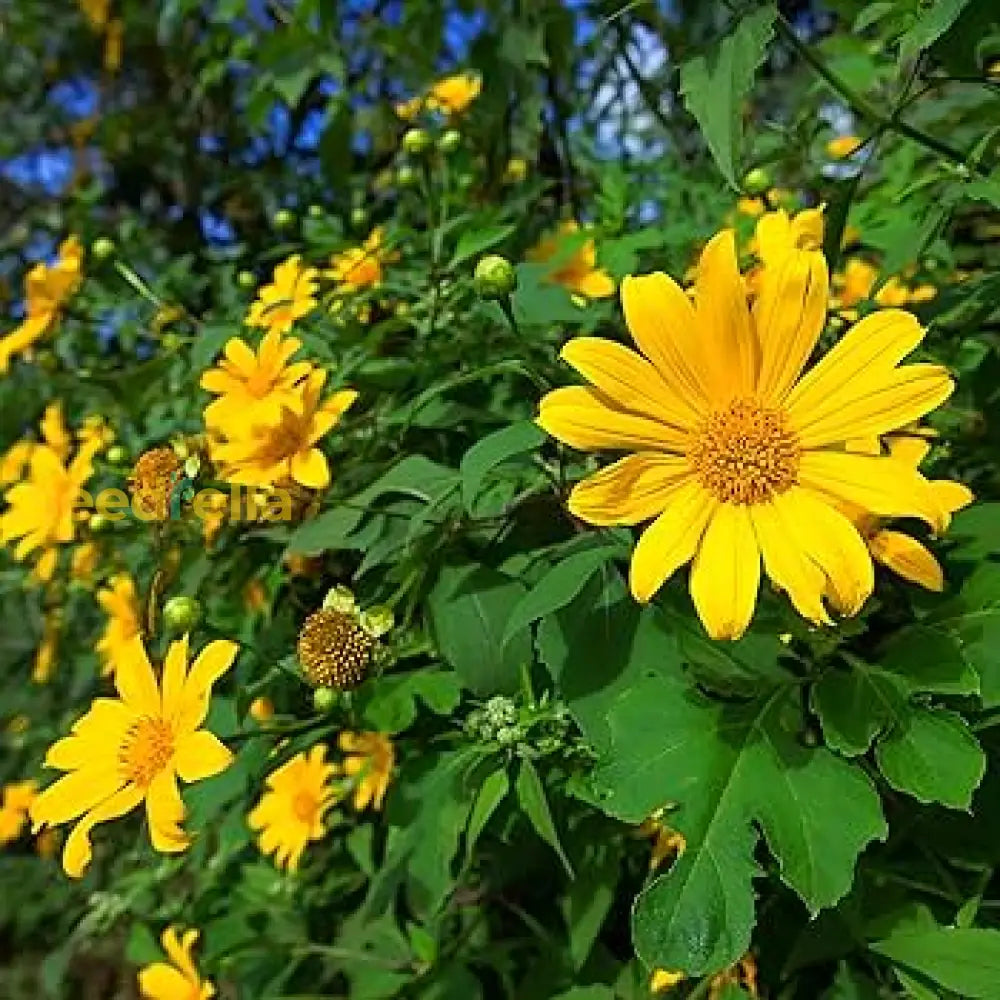 Yellow Rotundifolia Flower Seeds for Planting, 100 pcs