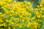 Yellow Ruta Flower Seeds for Planting, 100 Pcs - Dharaseeds