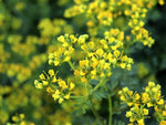 Yellow Ruta Flower Seeds for Planting, 100 Pcs - Dharaseeds