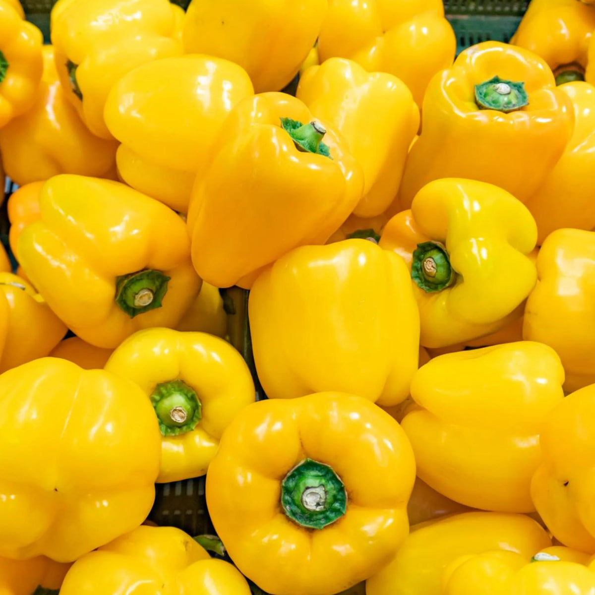 Yellow sweet bell pepper seeds Admiral Hybrid organic garden