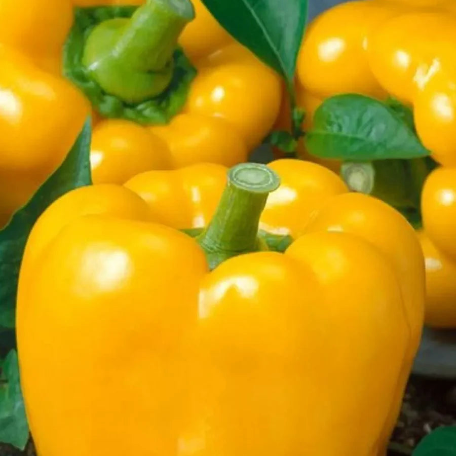Yellow Sweet Bell Pepper Seeds Large Non-GMO Variety