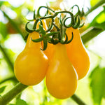 Yellow tomato Manyel seeds for healthy plant development