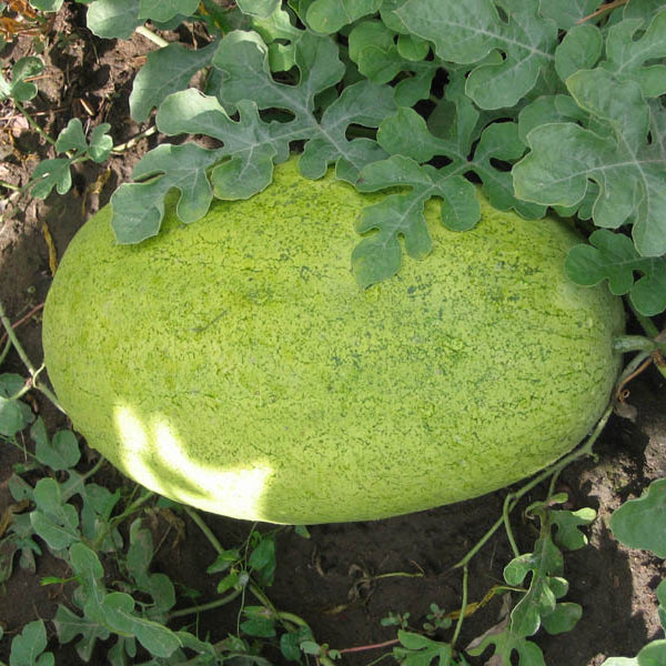 Garden grown yellow watermelon from premium seeds