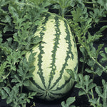 Non-GMO yellow watermelon seeds for home gardening