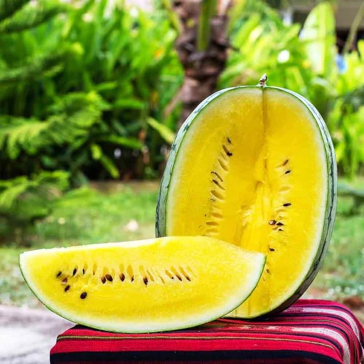 Yellow watermelon seeds ideal for garden planting and summer beds