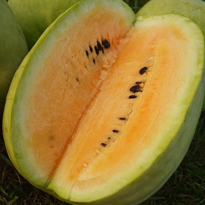 Yellow watermelon seeds for home garden planting