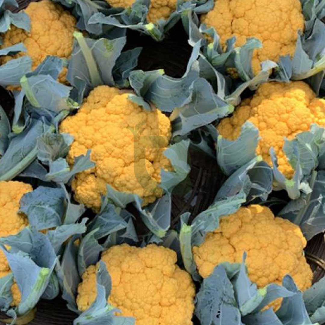 Orange Cauliflower Vegetable Seeds for Planting