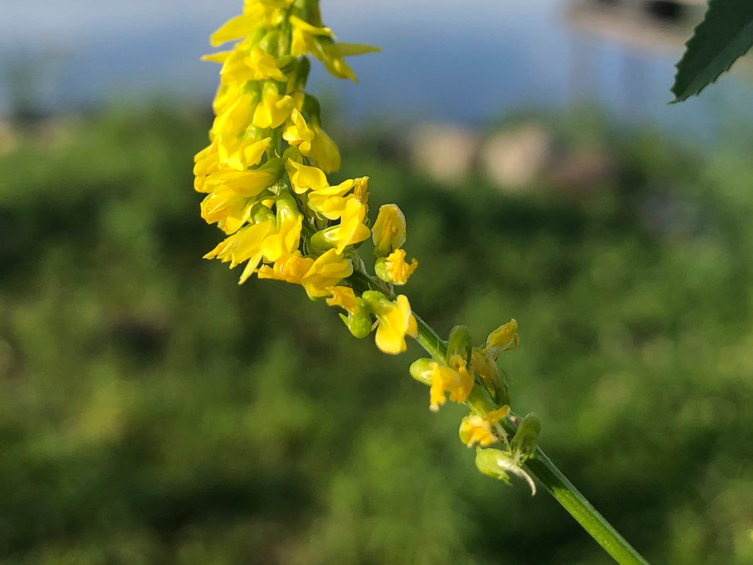 Yellow Sweet Clover