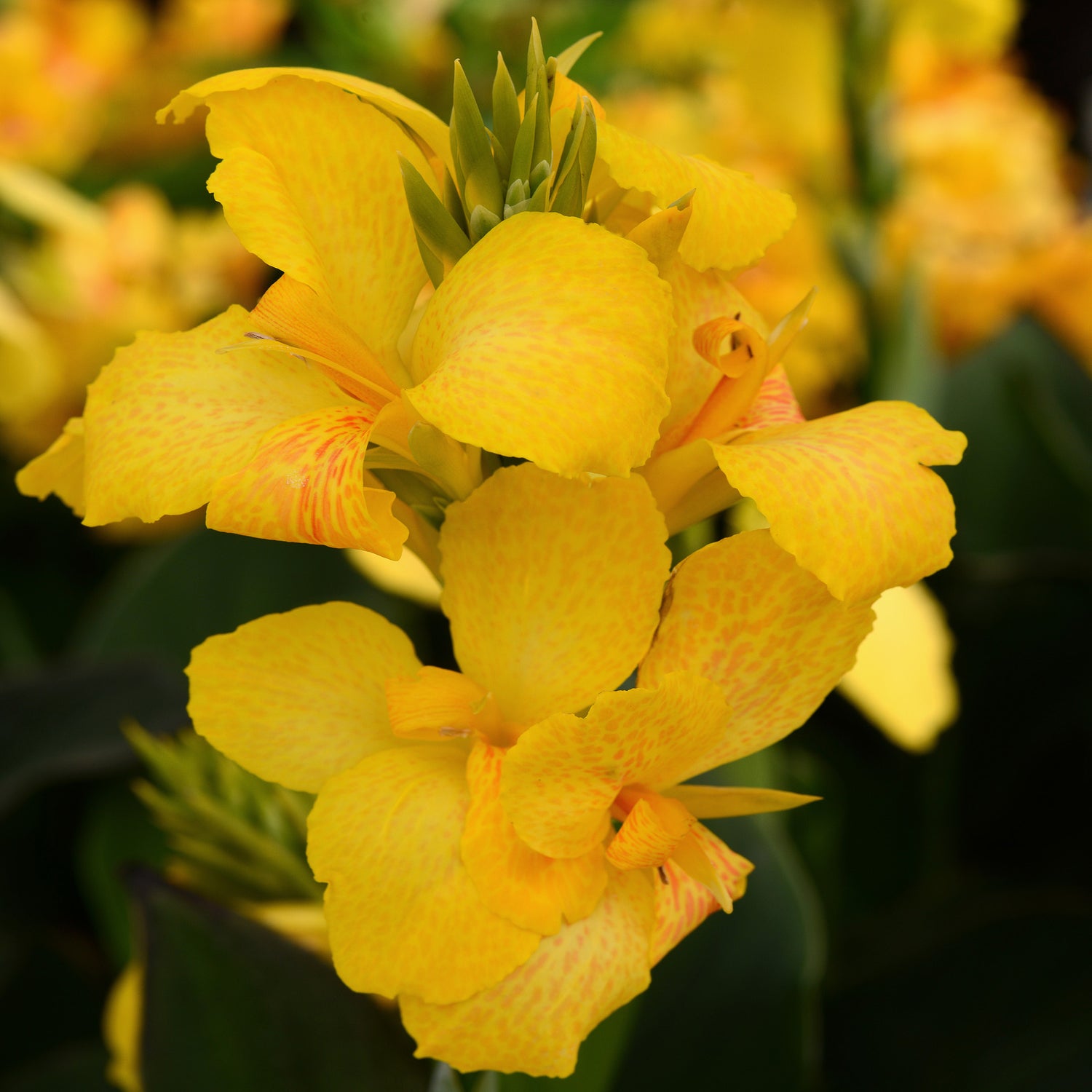 Canna Yellow Bright Bloom Plant Seeds