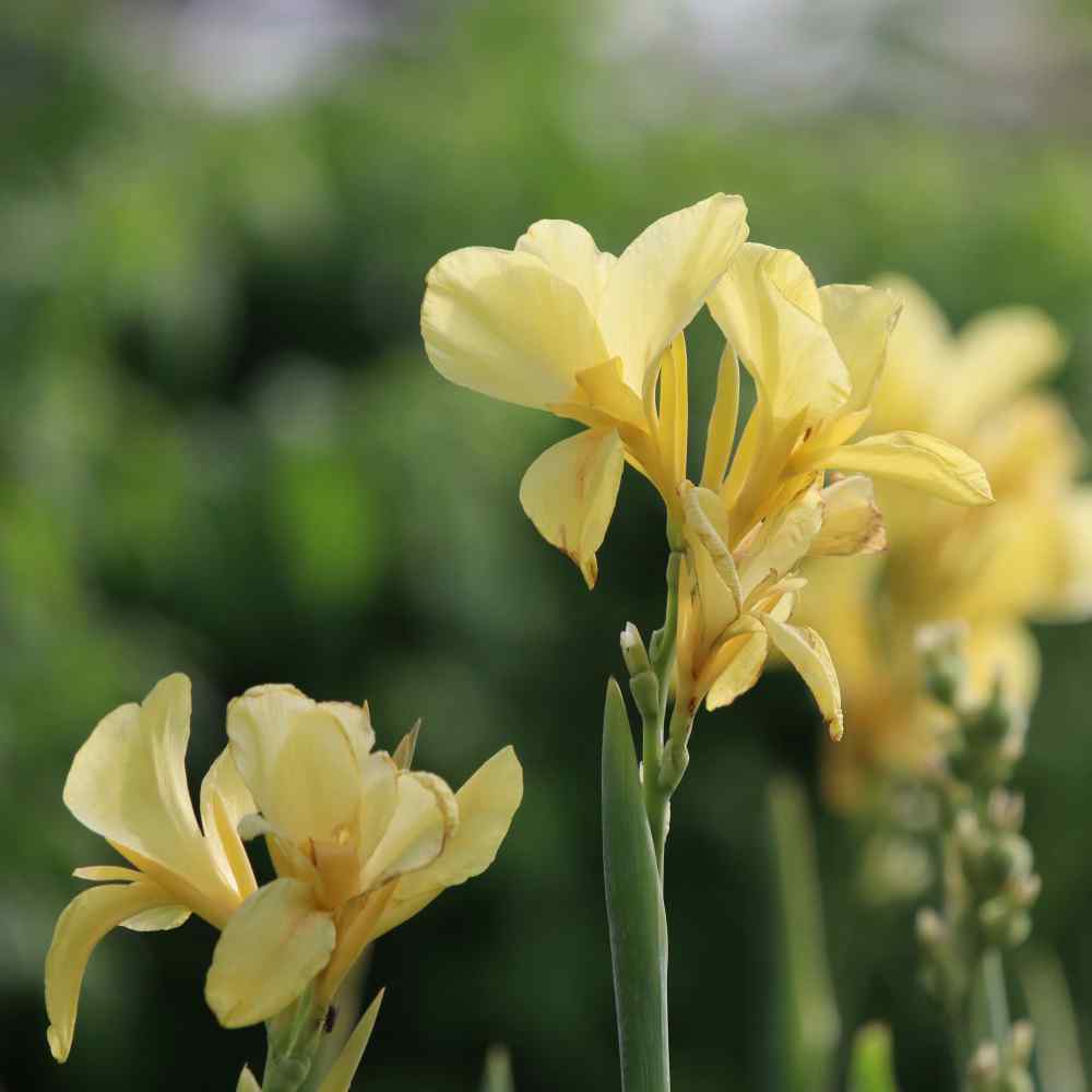 Canna Yellow Bright Bloom Plant Seeds