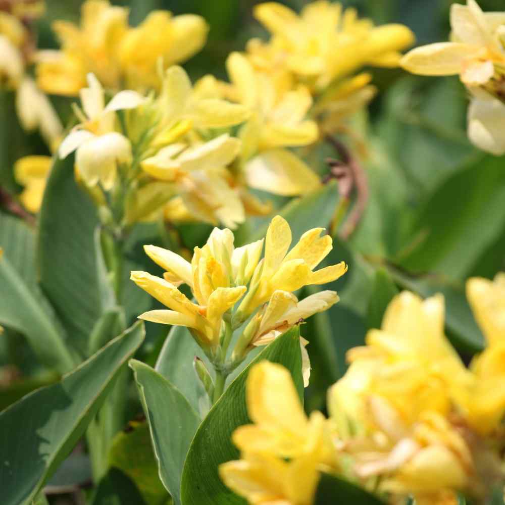 Canna Yellow Bright Bloom Plant Seeds