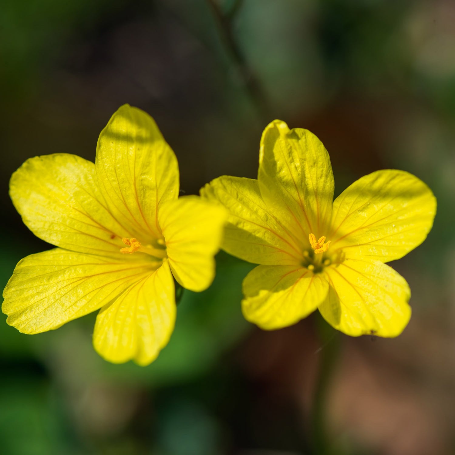 Flax Yellow Golden Petal Flower Seeds