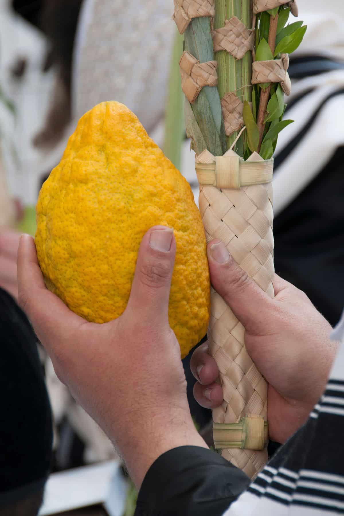 Yemenite Citron Tree (Citrus medica / Common Name: Yemenite Citron)