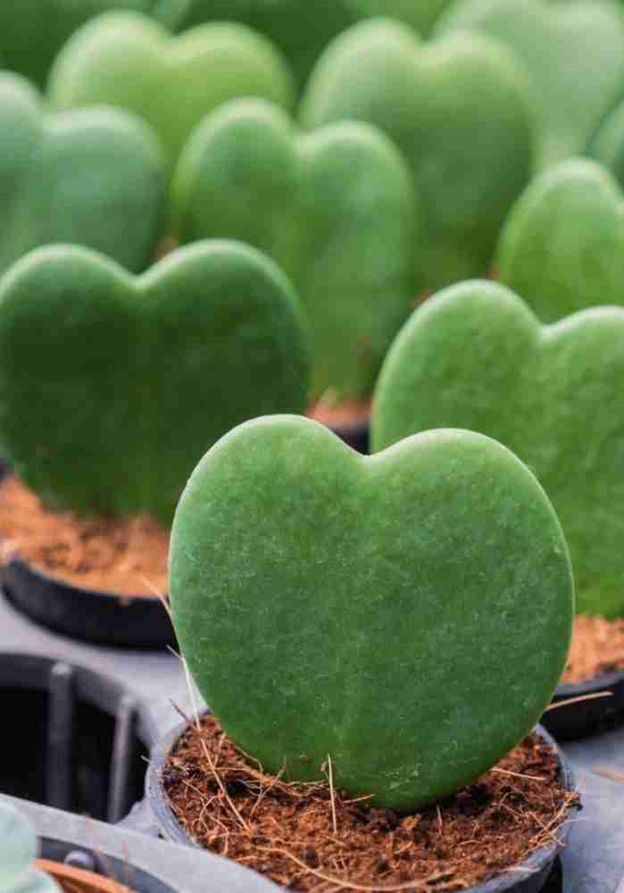 Heirloom Non-GMO Green Hoya Kerrii Flower Seeds for Garden Planting – Heart-Shaped Blooms