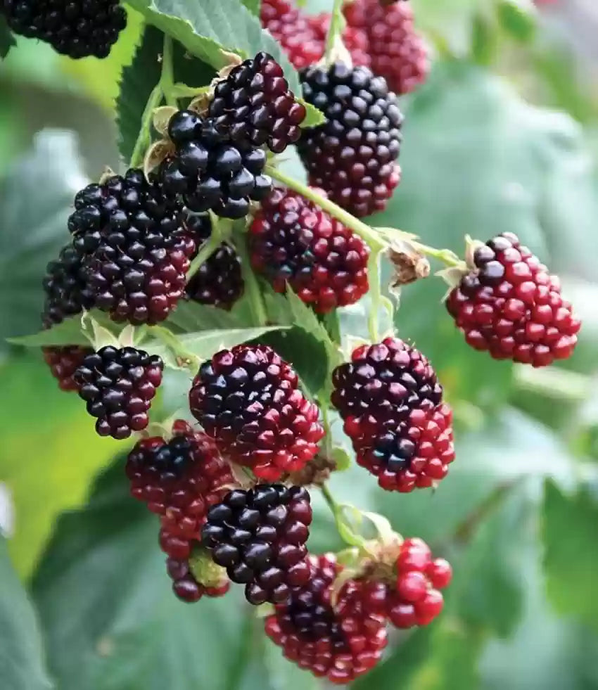 Chalisa MulBerry Mulberries Seed