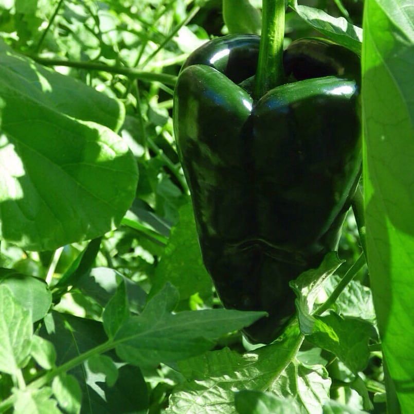 Ancho Poblano Pepper Seeds for Planting vegetable patch garden