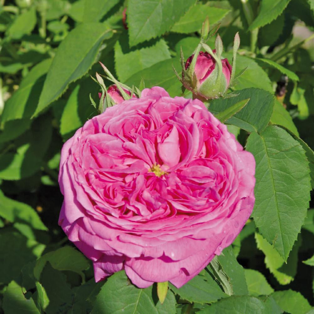 Rose Rosa Hybrida Chinese Mix Flower Seeds for Planting