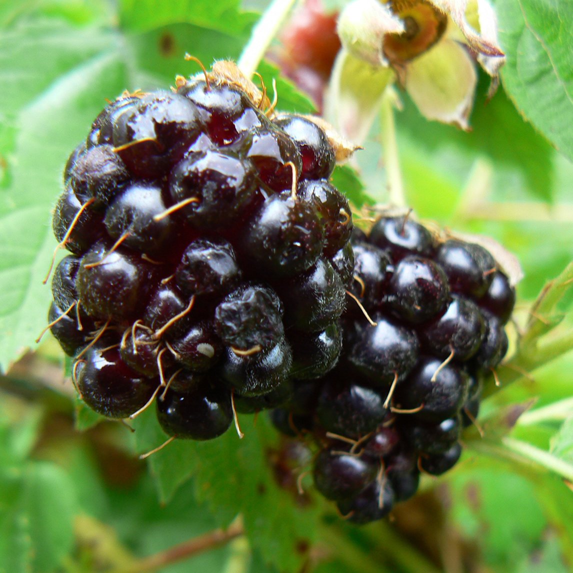 Youngberry Plants (Rubus L. hybrid / Common Name: Youngberry)