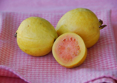 Yellow Guava (Psidium guajava / Common Name: Yellow Guava)