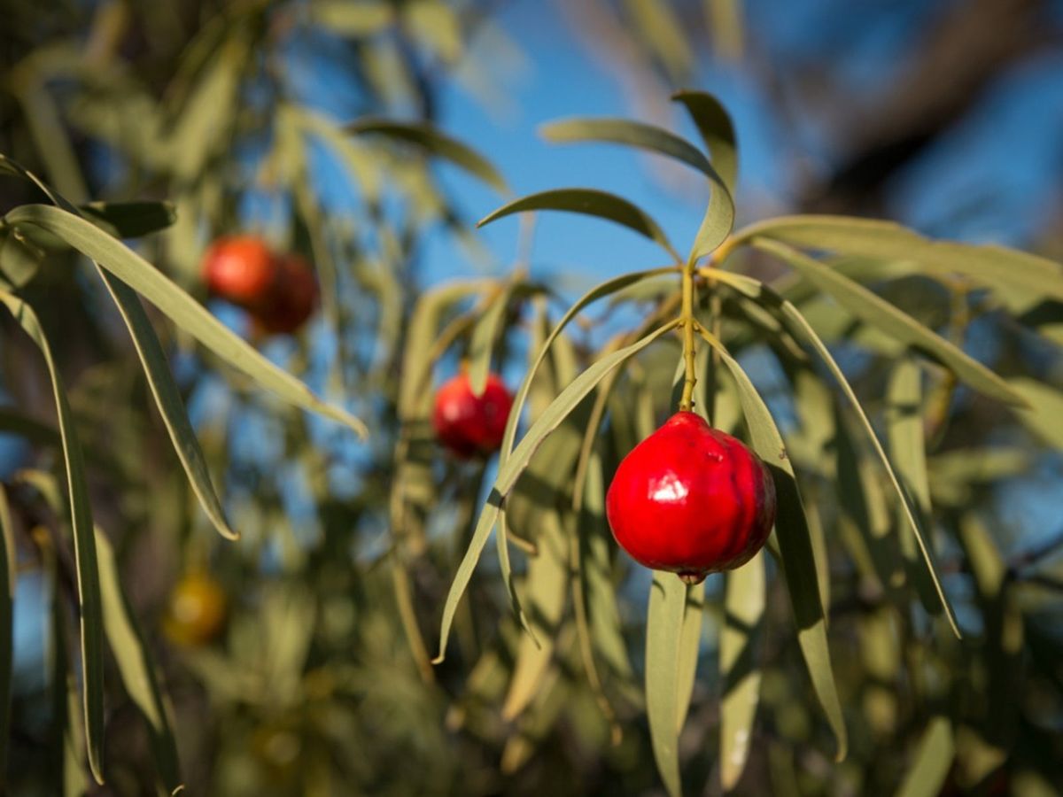 Desert Quandong (Santalum acuminatum)